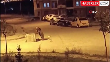 Sarıkamış'ta Boz Ayılar Sokaklarda Geziyor