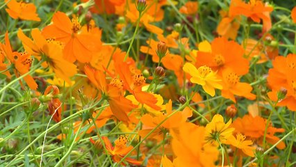 모처럼 쉬는 날...호숫가에서 즐기는 가을꽃 정취 / YTN