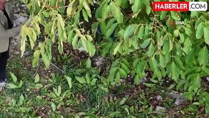 Erzincan Cevizinde Hasat Zamanı Başladı