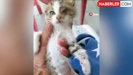 Çöpte Bulunan Yavru Kedi Ampute Oldu, Yeni Yuvasını Bekliyor