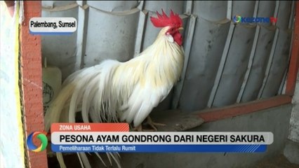 Pesona Ayam Gondrong dari Negeri Sakura