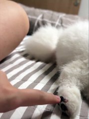 paw
