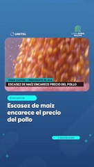 Escasez de maíz encarece el precio del pollo