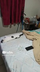 El #Gato Pernanca bien acostado en la cama durmiendo descansando #shorts #animales #mascotas #pet