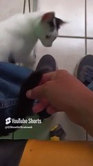 El #Gato pernanca llega a la #oficina para jugar y me muerde la mano #shorts #animales #mascotas