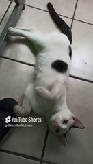 El #Gato pernanca llega a visitarme a la oficina para jugar un rato #shorts #animales #mascotas #pet