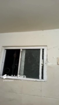 ya quedan pocas arañas en el baño #shorts #animales #mascotas #fauna #insectos #telaraña #pet