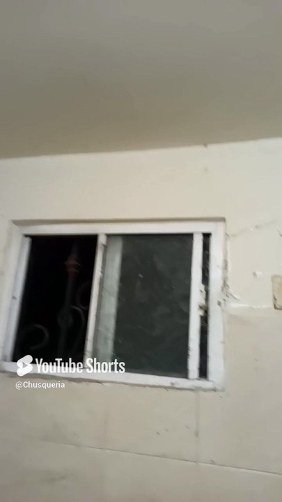 ya quedan pocas arañas en el baño #shorts #animales #mascotas #fauna #insectos #telaraña #pet