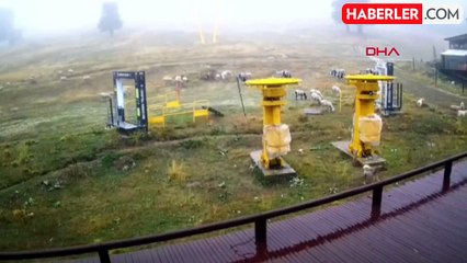Uludağ'da Kış Sezonu Öncesi Koyunlar Kayak Pistlerinde Otluyor