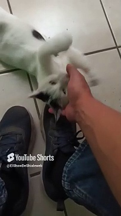#Gato pernanca llega a visitarme a la oficina para jugar un rato bien agusto #shorts #animal #pet