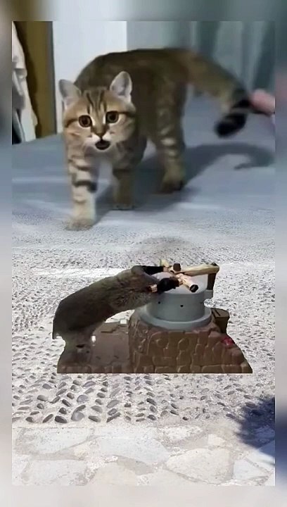 Funny video