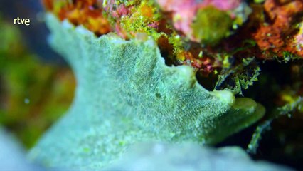 Peces increibles Documental HD