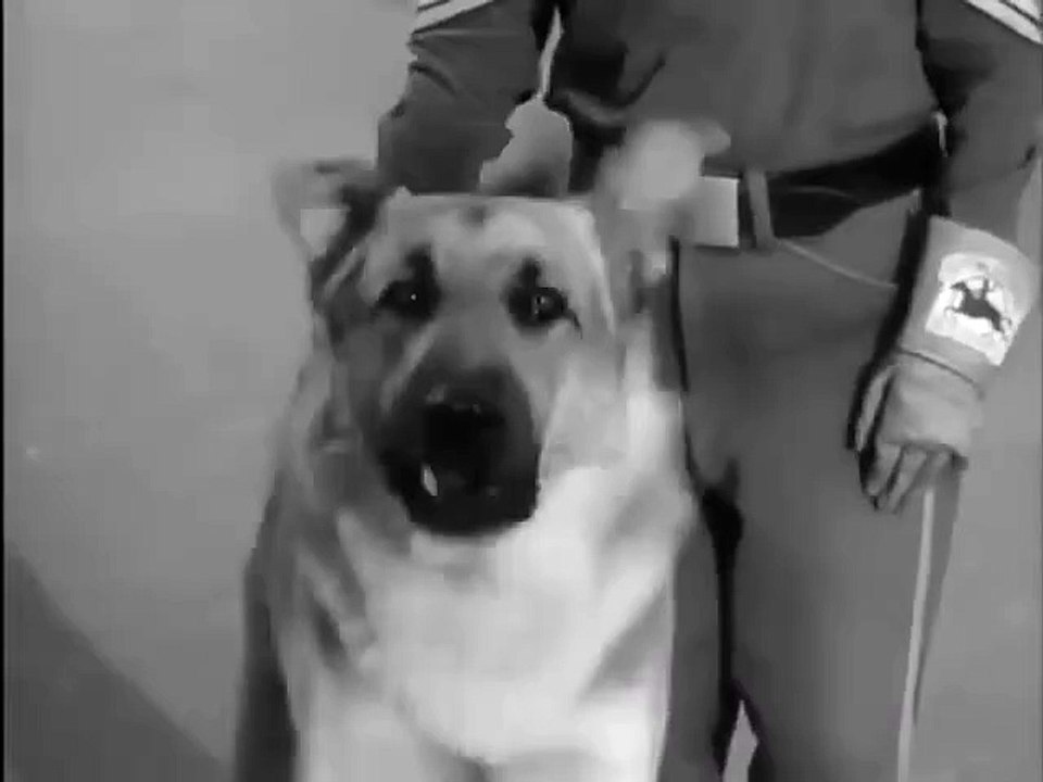 Rin Tin Tin (Episodio 14)