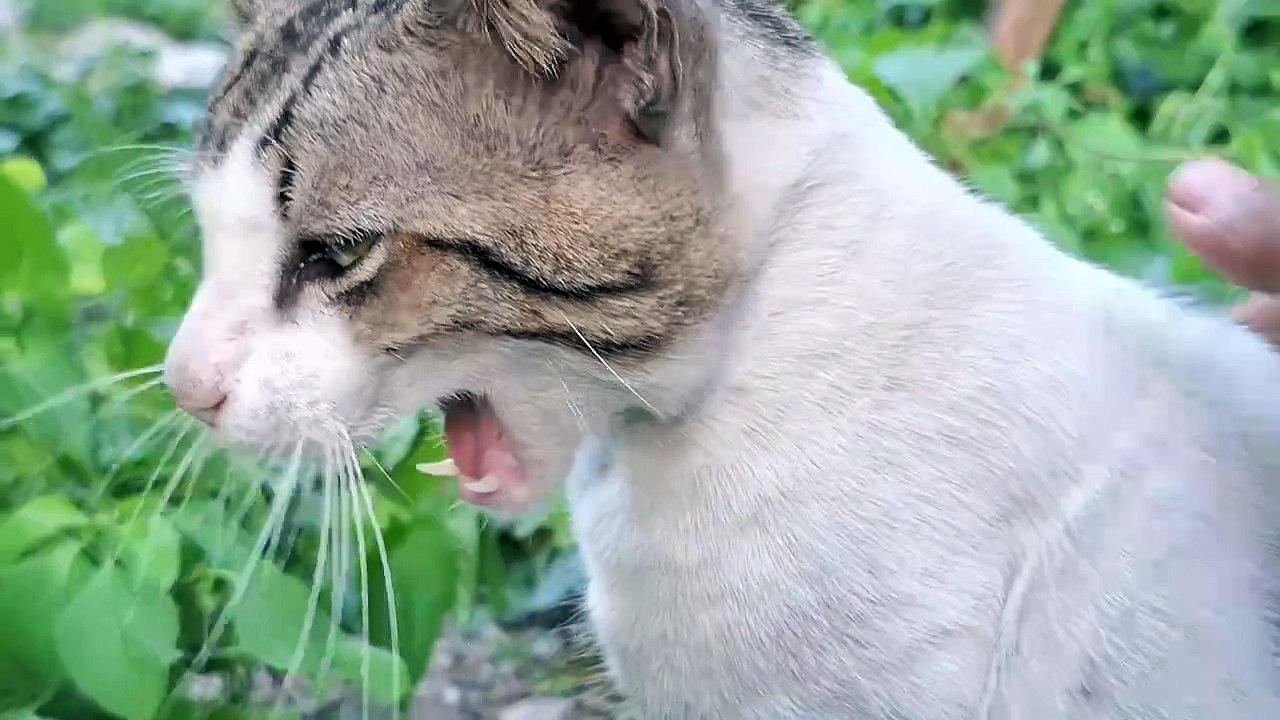 Kucing lucu