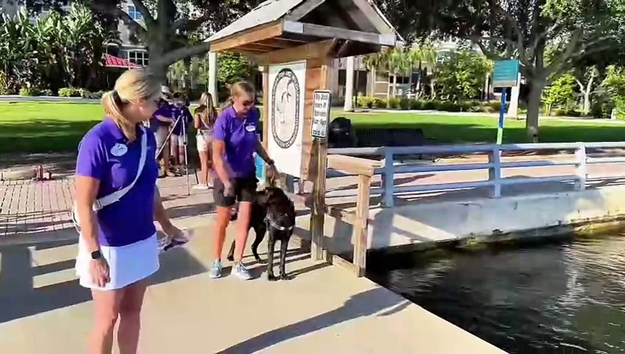 Training on the Gulf Islands Ferry ⛴️ ｜ Dogs Inc