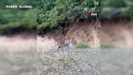 Nesli tükenme tehlikesi altındaki iki vaşak Elazığ'da ortaya çıktı