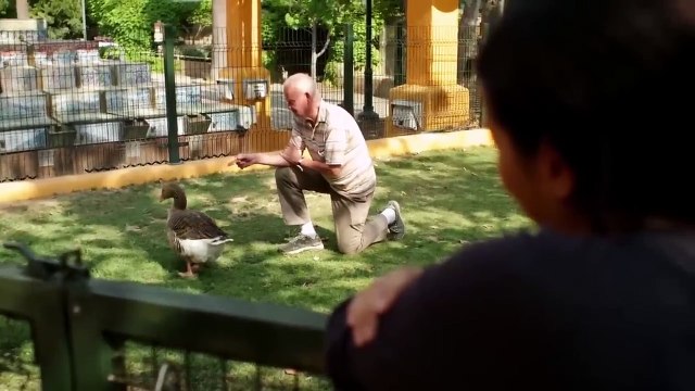 Can Animals Have Friendships With Humans_ _ Animal Odd Couples _ Animal Adventures