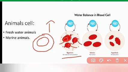 water balance problem class 9 Biology Lec in Urdu/ in Hindi | Lec #22 | chp #4 | cells and tissues