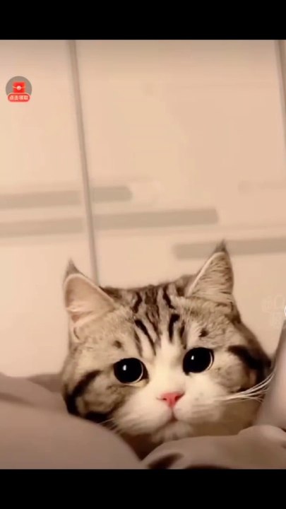 Cute cats shorts