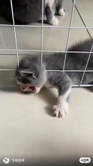 Cat #viral #trends #cute #dog #baby #funny #pet #cat