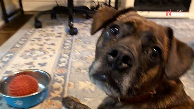 Dog drops ball in water bowl, his hilarious reaction leaves everyone in stitches