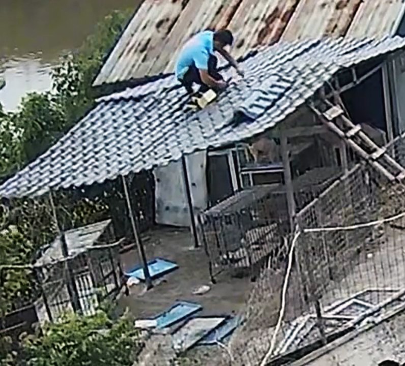China roof fall dog