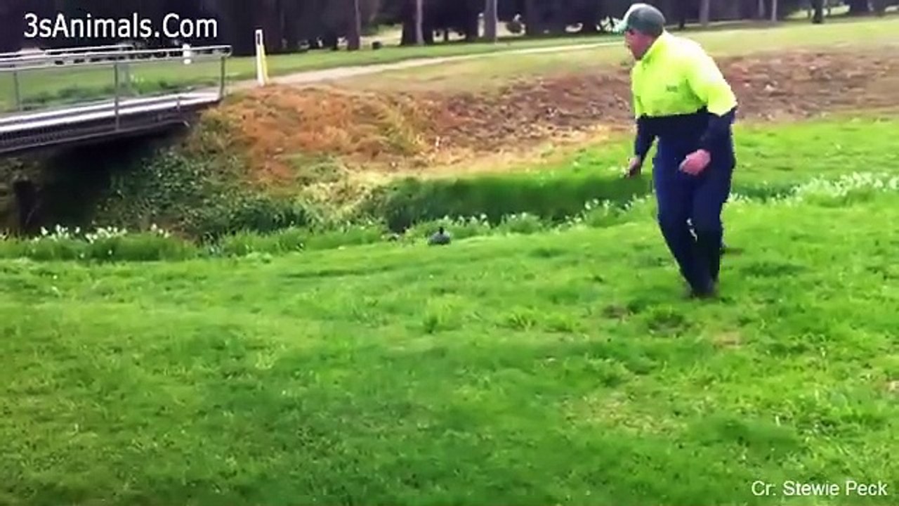 Funny Different Animals Chasing and Scaring People 2024 Comedy and Funny moments