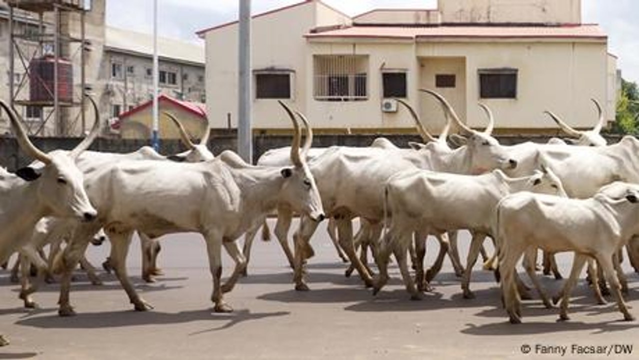 Neue Realität - Kuhherden in Abuja
