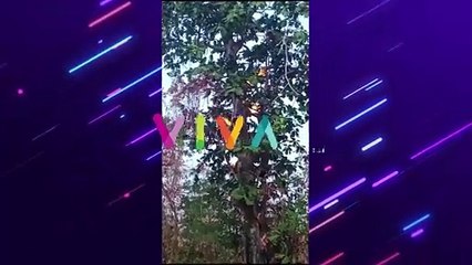 Fenomena Aneh, Pohon Sukun Semburkan Api