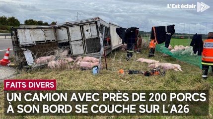 Un camion avec près de 200 porcs à son bord se couche sur l’A26 dans le sens Reims-Troyes