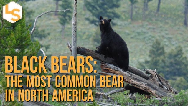 Black Bears: The Most Common Bear in North America