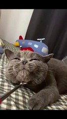 Cat Groom - Full Series Link in Description