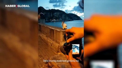 Fotoğraf makinesini gören kedi mankenliğe soyundu: Birbirinden ilginç pozlar