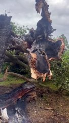 Shocking aftermath of lightning strike at Petworth Park