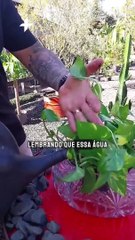 Três dicas para a planta não morrer enquanto você viaja