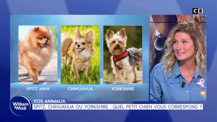 Vos animaux : Spitz, Chihuaha ou Yorkshire, quel petit chien vous correspond ?