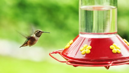 When Should You Take Down Your Hummingbird Feeder for the Season?