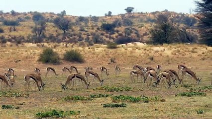 Afrique Australe la faune face aux saisons