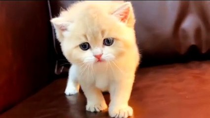 Cute cat baby nice look #naturalbeauty#naturalbeauty933