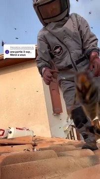 Grosse attque de frelons asiatiques en gironde