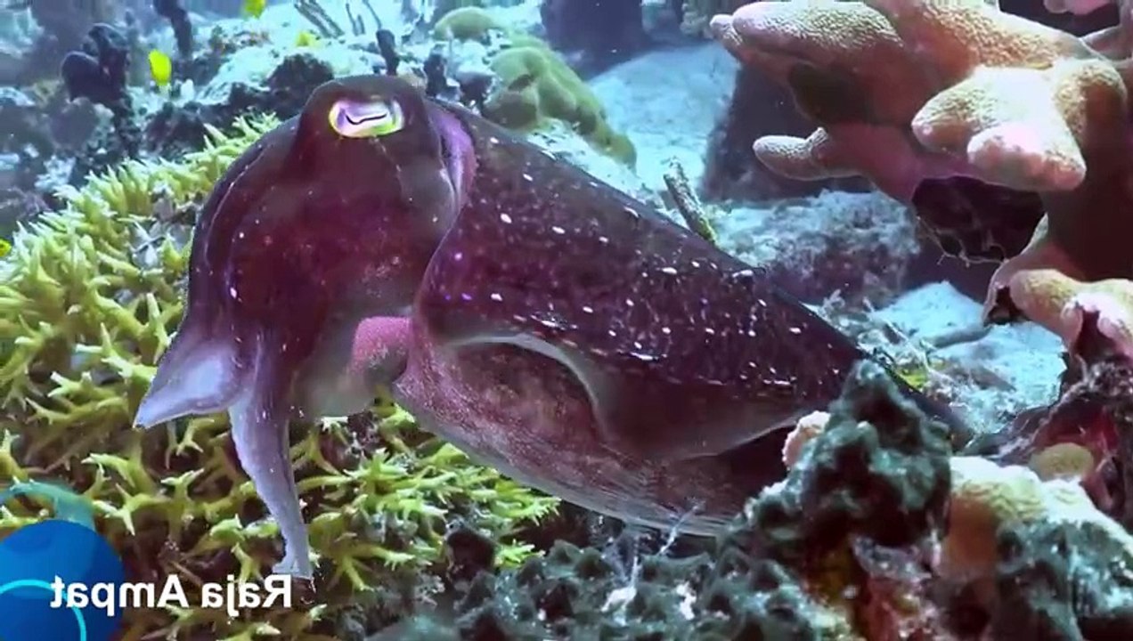 Discover Indonesia: Top Travel Tips and Hidden Gems for Your Next Adventure"