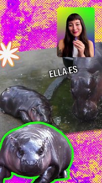 Moo Deng es nuestra nueva celebridad favorita, pero a qué costo