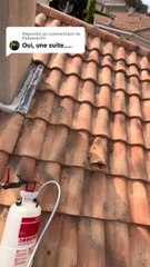 Grosse attaque de frelons asiatique