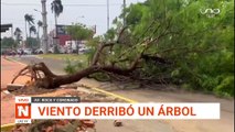 Viento derribó un árbol en la Roca y Coronado