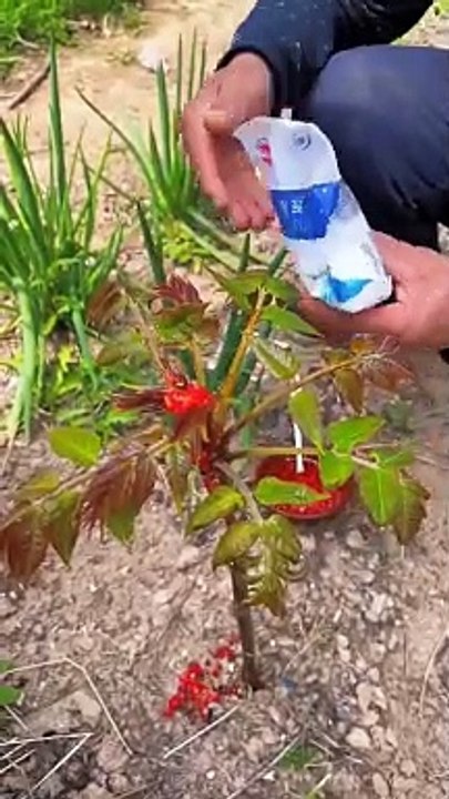 Chinese Burger Wild toon steamed buns