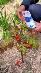 Chinese Burger Wild toon steamed buns