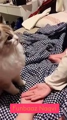 Funny cats doing fun with each other