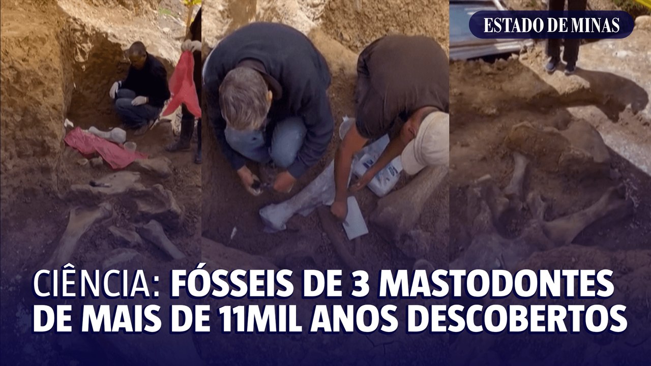 Ciência: fósseis de 3 Mastodontes de mais de 11 mil anos descobertos
