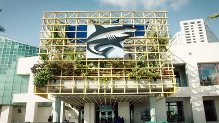 Sea Otters Need to Be Groomed But It’s a Very Tough Job