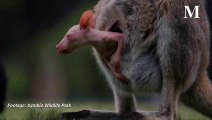 Olaf the albino wallaby | October 2, 2024 | Illawarra Mercury